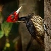 Datel svetlezoby - Campephilus guatemalensis - Pale-billed woodpecker 2921